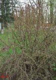 Berberis vulgaris