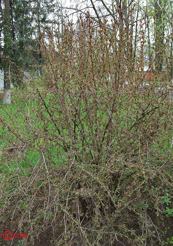 Image of Berberis vulgaris specimen.