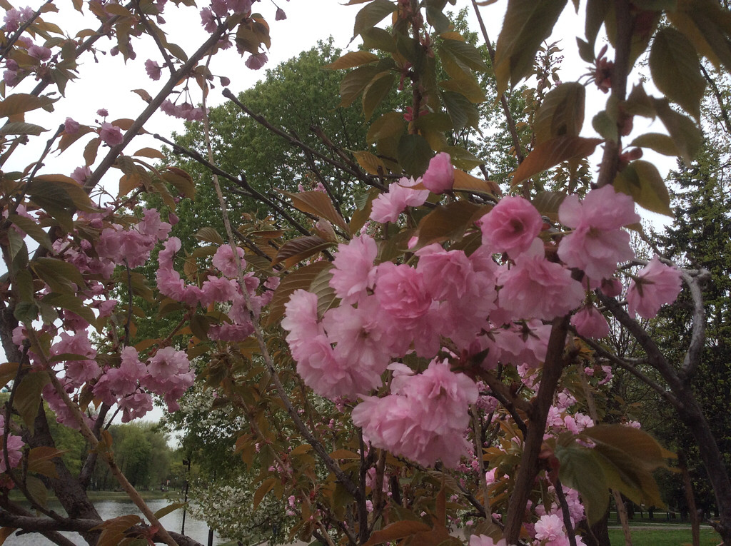 Image of Prunus serrulata specimen.