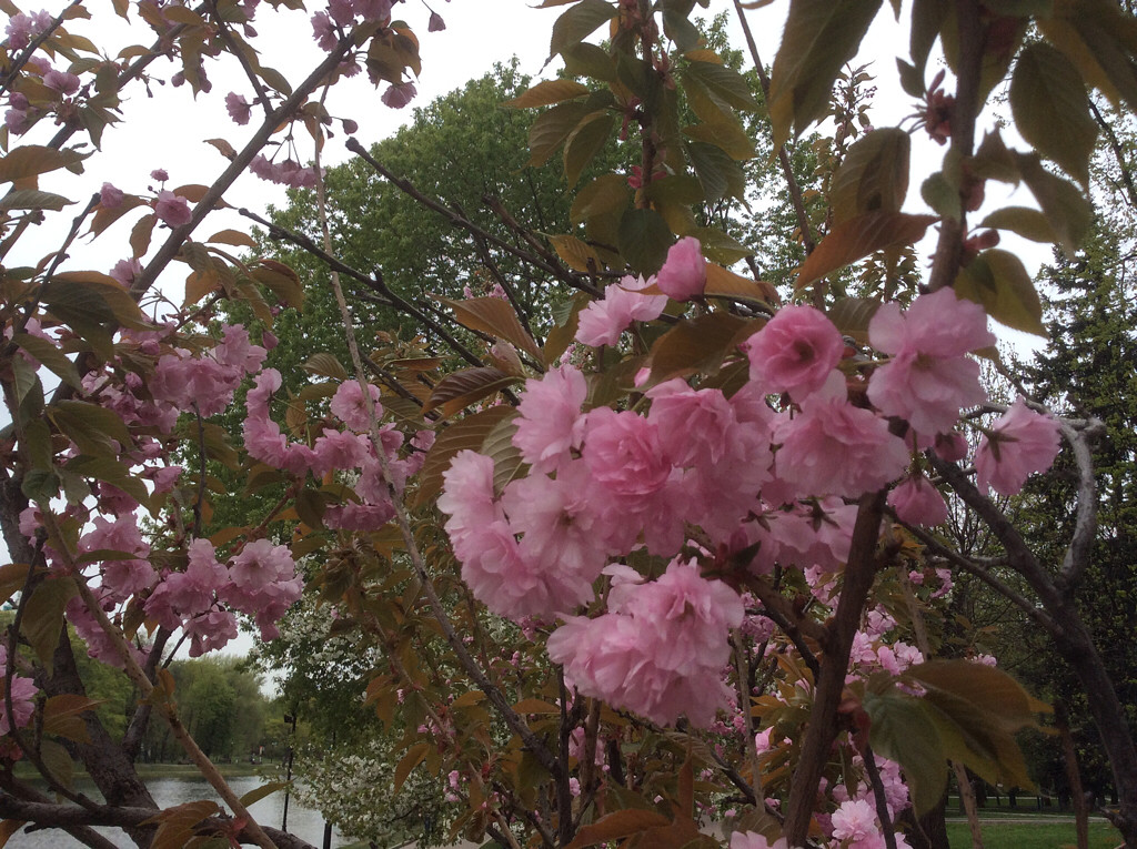 Изображение особи Prunus serrulata.