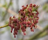 Acer negundo