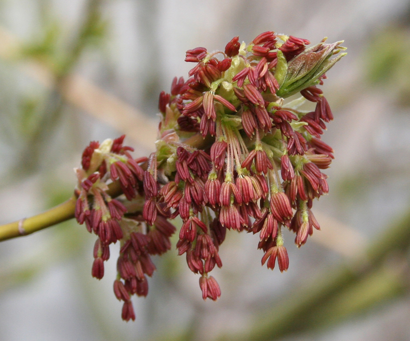 Image of Acer negundo specimen.
