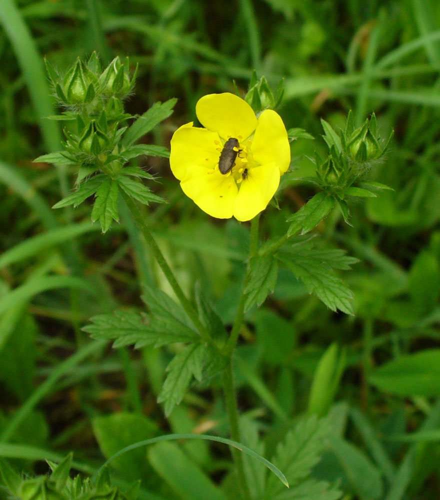 Image of genus Potentilla specimen.