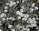 Cerastium tomentosum. Верхушки побегов с цветками ('Silberteppich'). Германия, г. Дюссельдорф, Ботанический сад университета. 02.06.2014.