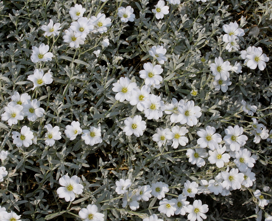 Изображение особи Cerastium tomentosum.