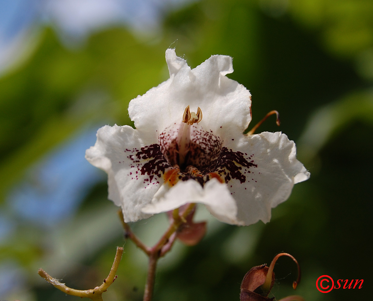 Image of Catalpa bignonioides specimen.