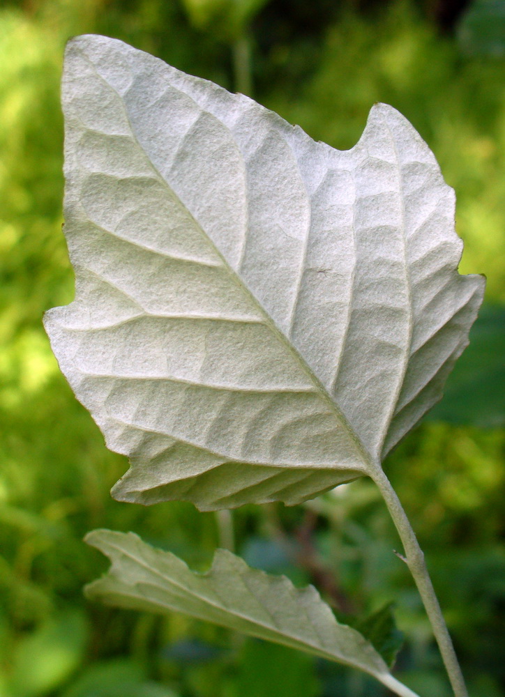 Изображение особи Populus alba.