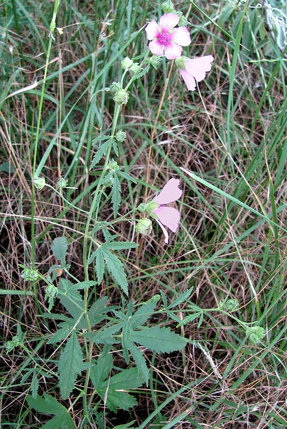 Image of Althaea cannabina specimen.