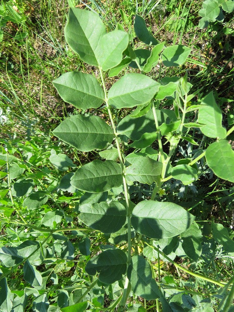 Изображение особи Glycyrrhiza uralensis.