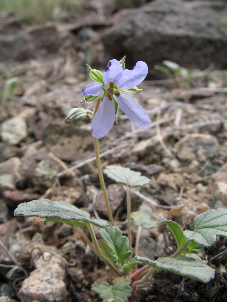 Изображение особи Erodium oxyrhynchum.