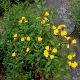 Oenothera fruticosa. Цветущее растение. Германия, г. Дюссельдорф, Ботанический сад университета. 03.06.2014.
