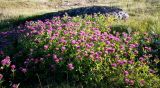 Trifolium medium. Куртина цветущих растений. Кольский полуостров, побережье Восточного Мурмана, пос. Дальние Зеленцы. Август 2005 г.