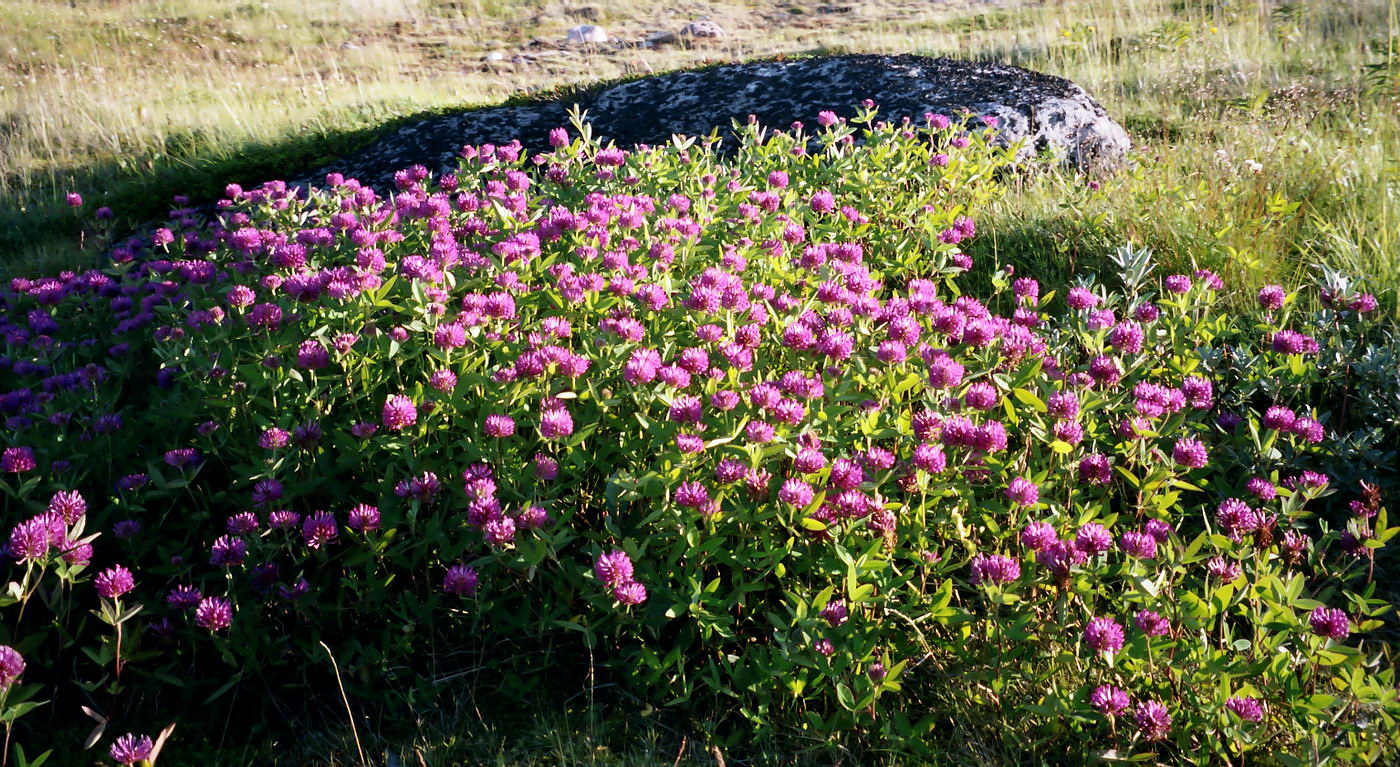 Image of Trifolium medium specimen.