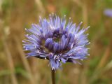 Jasione montana. Соцветие. Нидерланды, провинция Drenthe, вересковая пустошь на песчаном грунте между деревнями Darp и Busselte. 15 июня 2008 г.