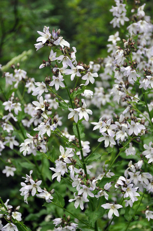 Image of Gadellia lactiflora specimen.