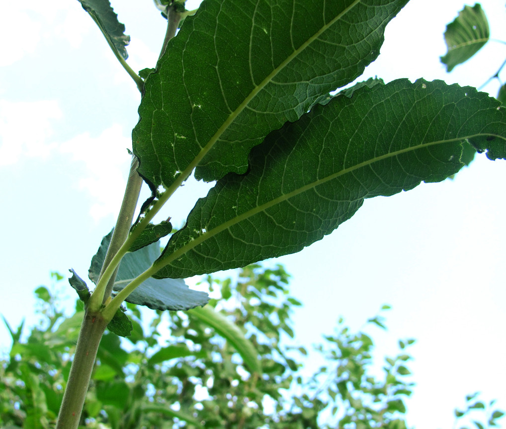 Image of Salix cinerea specimen.
