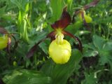 Cypripedium calceolus