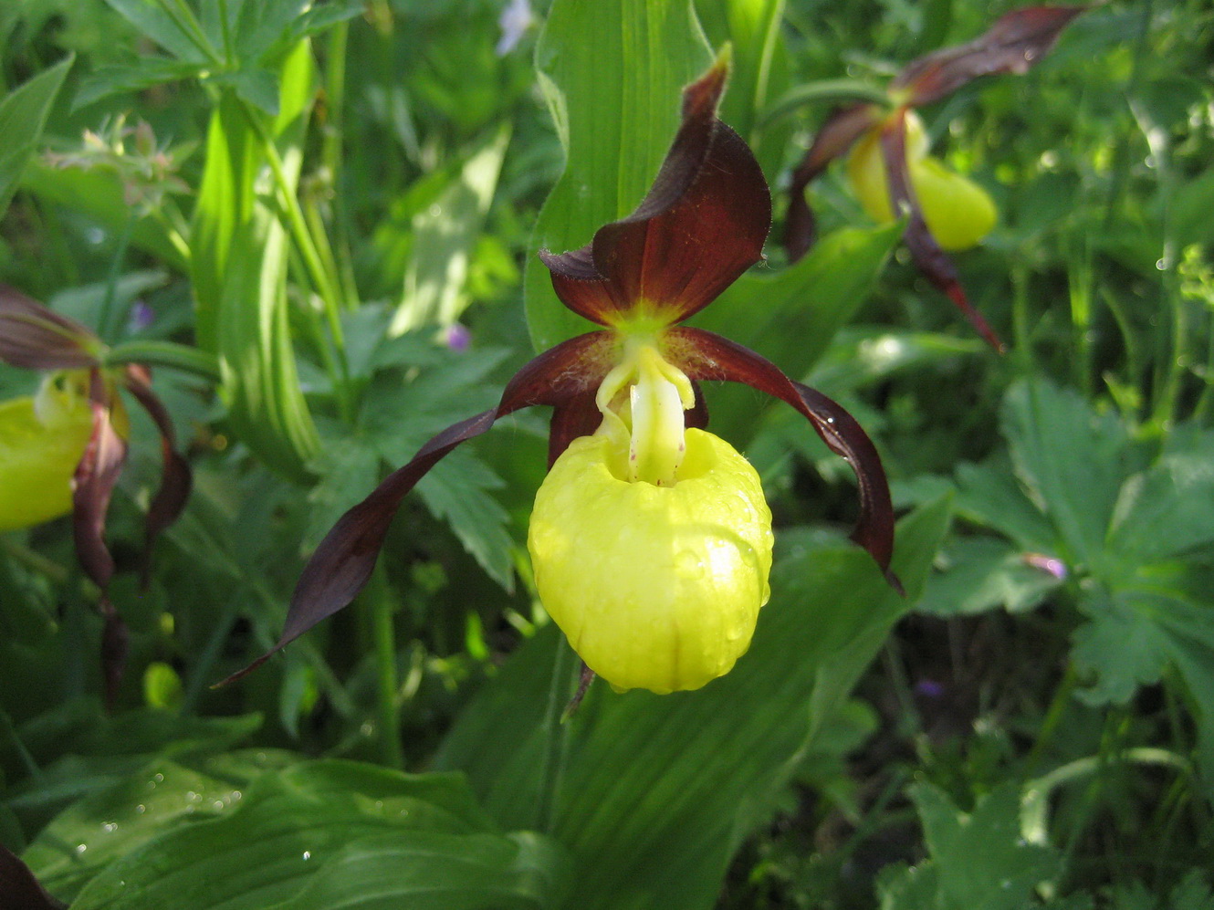 Image of Cypripedium calceolus specimen.