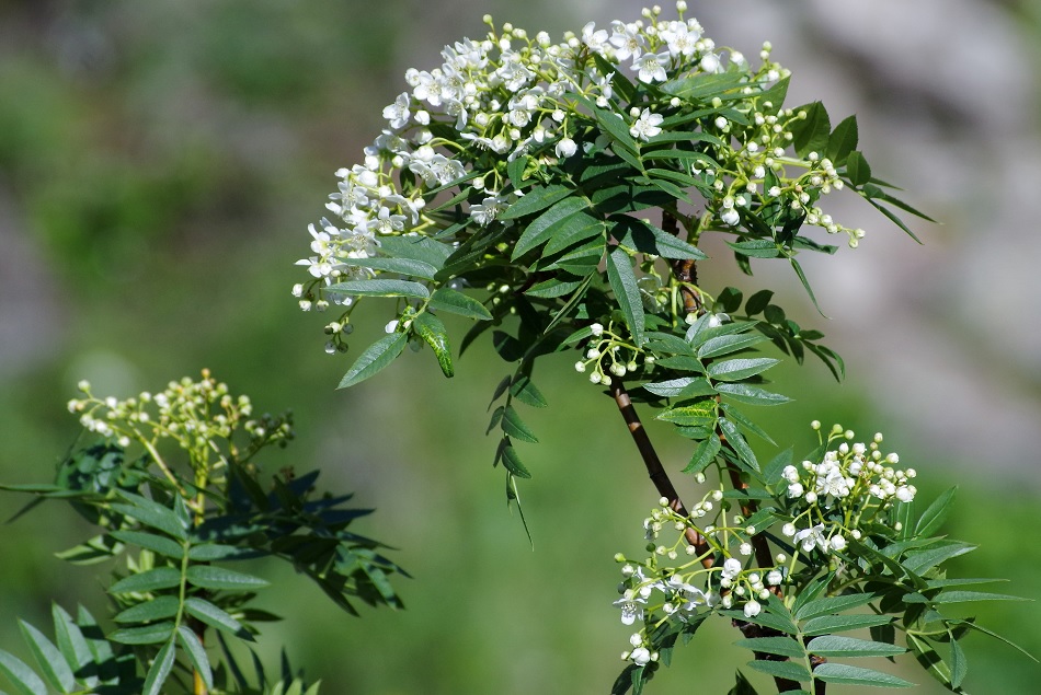Image of Sorbus tianschanica specimen.