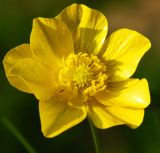 genus Ranunculus