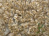 Laserpitium hispidum