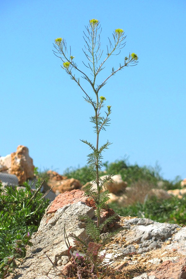 Image of Descurainia sophia specimen.