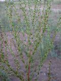 Artemisia campestris