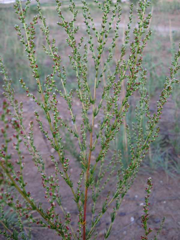 Изображение особи Artemisia campestris.