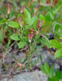 Andromeda polifolia. Верхушка растения с завязавшимися плодами. Соловецкие острова, остров Большой Соловецкий, заболоченный участок смешанного леса. 09.07.2014.