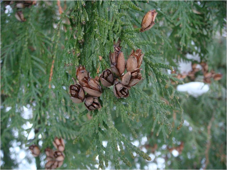 Image of Thuja occidentalis specimen.