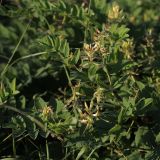 Astragalus glycyphyllos