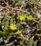 Portulaca oleracea