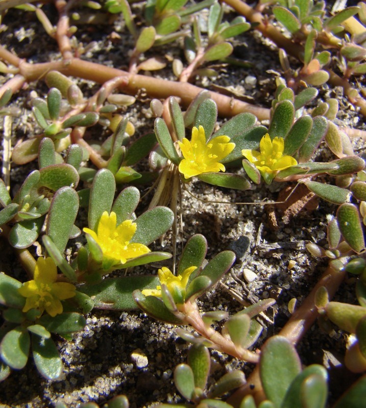 Изображение особи Portulaca oleracea.