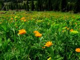 Trollius vitalii