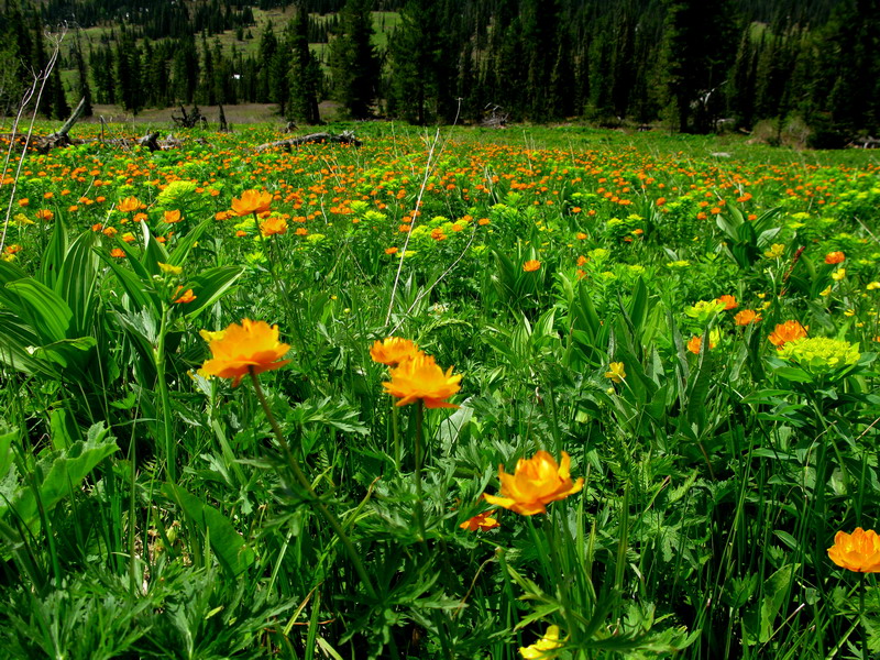 Изображение особи Trollius vitalii.