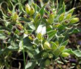 Nonea rossica