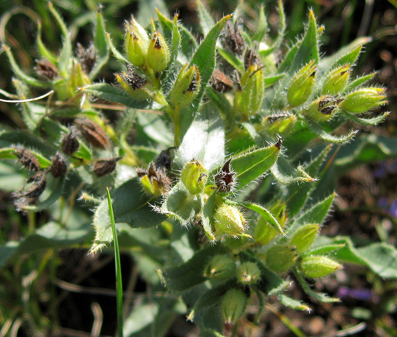 Image of Nonea rossica specimen.