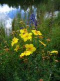 Dasiphora fruticosa. Ветвь с цветками. Республика Алтай, Улаганский р-н, Улаганские озера. Конец июля 2007 г.