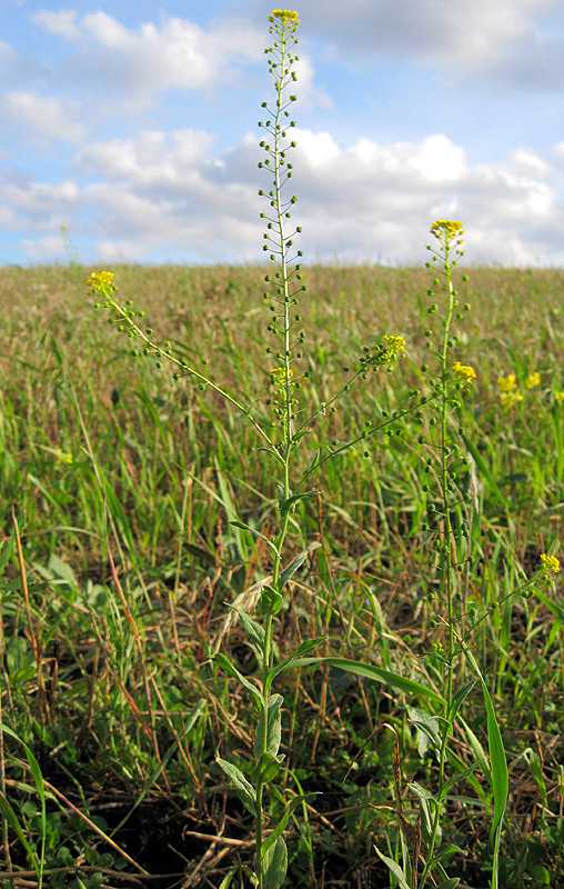 Изображение особи Neslia paniculata.