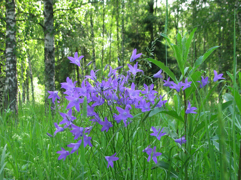 Image of Campanula patula specimen.