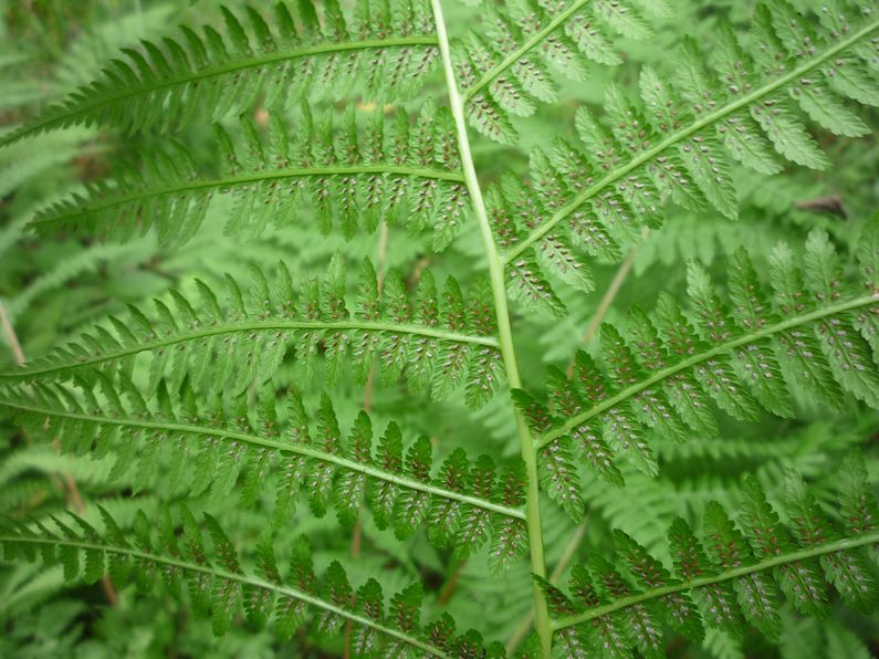 Изображение особи Athyrium filix-femina.