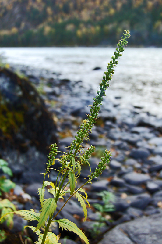 Image of Veronica longifolia specimen.