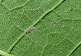 Image of taxon representative. Author is Геннадий Окатов