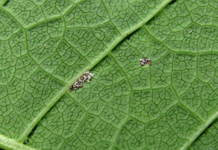 Image of Padus avium specimen.