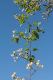 Clematis vitalba. Часть ветви с соцветиями, свисающей с кроны оливы. Черногория, окр. пос. Пржно (Pržno), пояс маквиса, обочина дороги. 09.10.2014.