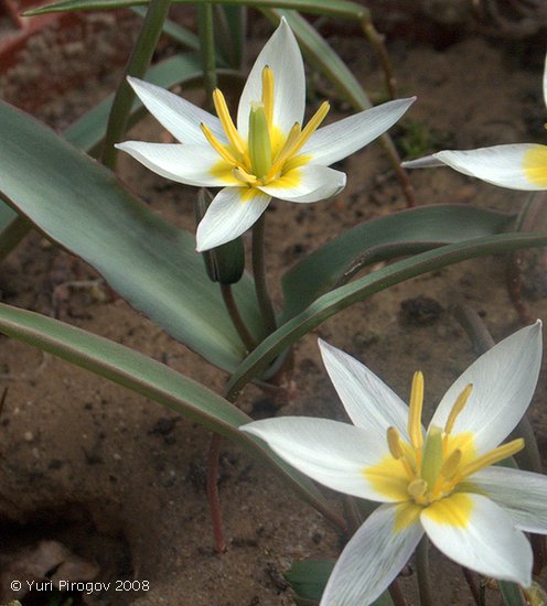 Изображение особи Tulipa orthopoda.