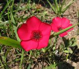 Linum grandiflorum