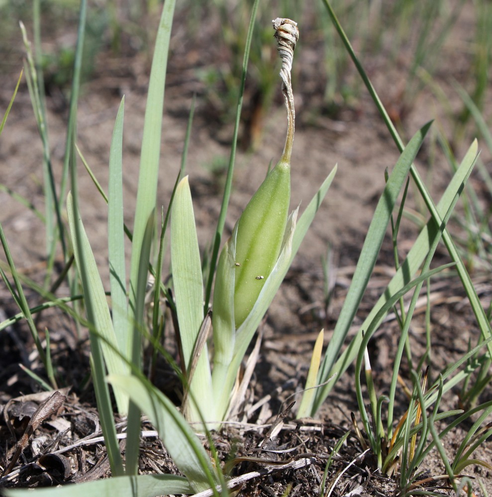 Изображение особи Iris humilis.