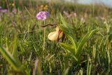 Cypripedium calceolus. Цветущее растение на низкотравном лугу (слева позади - цветущая Primula farinosa). Ленинградская обл., Гатчинский р-н, окр. пос. Пудость, заброшенный травертиновый карьер. 30.05.2015.