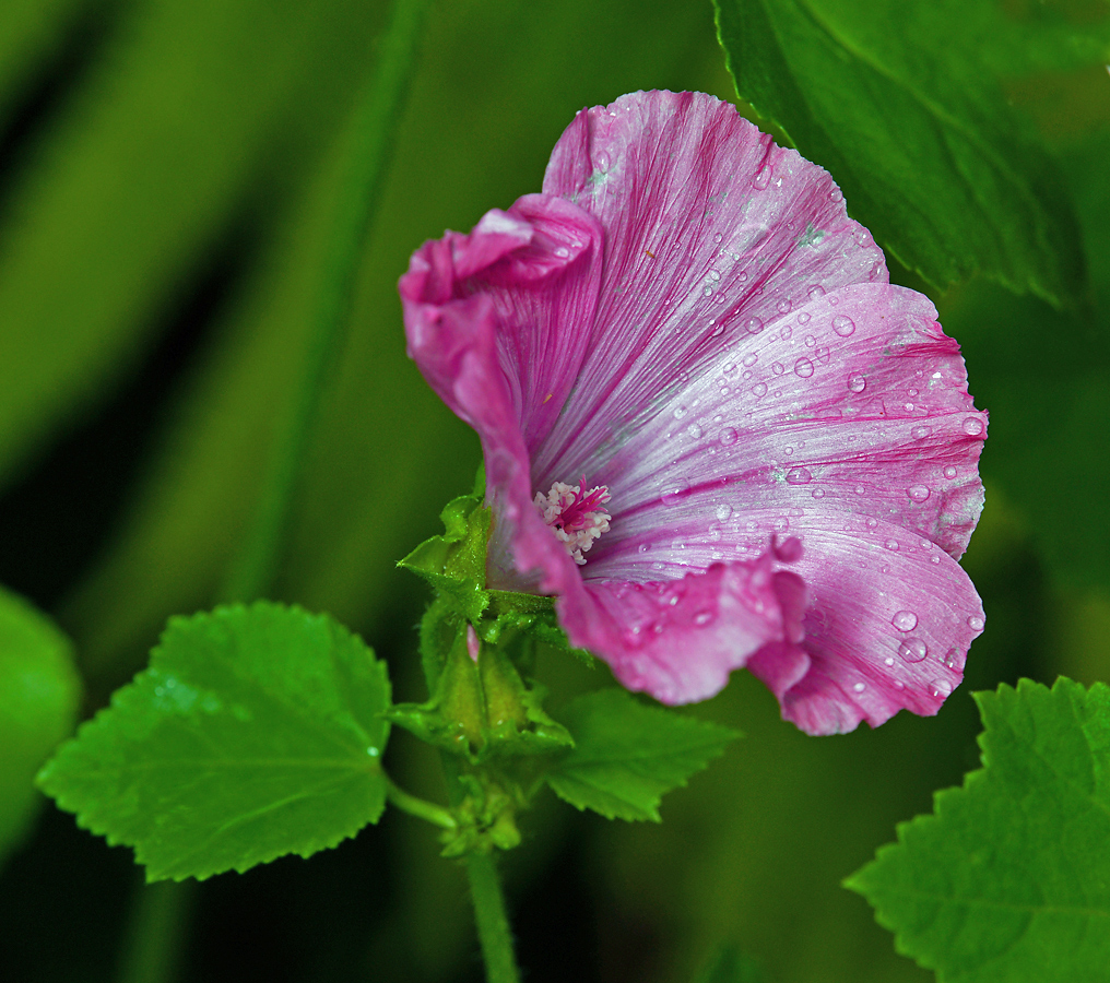 Изображение особи Malva trimestris.